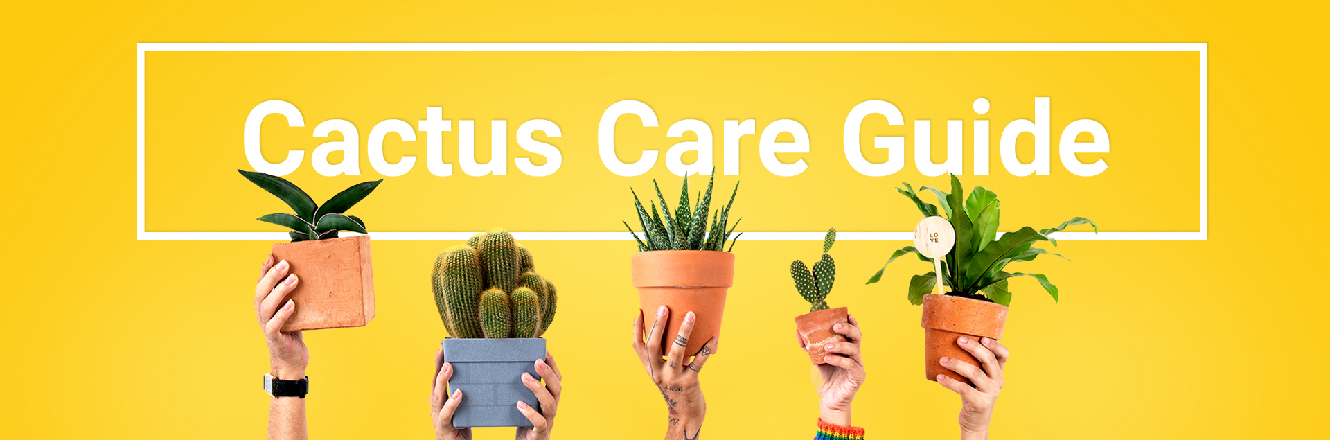 Cactus Care Guide